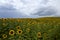 Prairie Sunflower Field