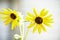 Prairie Sunflower With Goldenrod Spider