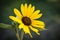 Prairie Sunflower Helianthus petiolaris