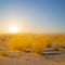 prairie at the sunset