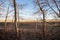 Prairie view through the trees in the evening