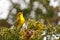 Prairie Warbler