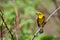 Prairie Warbler