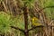 Prairie Warbler