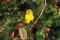 Prairie Warbler (Dendroica discolor)