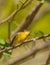 Prairie Warbler looking up