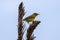 A prairie warbler perch on a stick