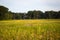 Prairie wild flowers