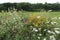 Prairie wildflowers including Queen Anne`s Lace, clover, Yellow Coneflowers, Chicory, Black Eyed Susans, Purple Coneflowers and gr