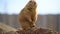 Prairiedog sitting and looking around