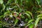 Pranajiwa Euchresta horsfieldii, a medicinal plant known in West Nusa Tenggara and the island of Bali