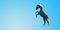 Prancing black unicorn on blue background