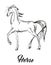 Prancing horse portrait. Vector sketch. Galloping horses.