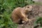 Prarie dog looking out of shelter