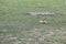 Prarie dogs in Badlands national park in South Dakota