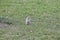 Prarie dogs in Badlands national park in South Dakota