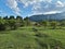 Prati di Ovindoli in Abruzzo, Italy.  Cows grazing in the nature.  Beautiful day in the green.  Blue sky with some clouds.