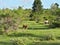 Prati di Ovindoli in Abruzzo, Italy.  Cows grazing in the nature.  Beautiful day in the green.  Blue sky with some clouds.