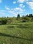 Prati di Ovindoli in Abruzzo, Italy.  Cows grazing in the nature.  Beautiful day in the green.  Blue sky with some clouds.