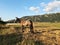 Prati di Ovindoli in Abruzzo, Italy.  Horses grazing in the nature.  Beautiful day in the green.  Blue sky with some clouds.