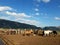 Prati di Ovindoli in Abruzzo, Italy.  Horses grazing in the nature.  Beautiful day in the green.  Blue sky with some clouds.