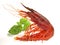 Prawn - Shrimp Carabinero