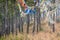 Prayer Flags Hanging from the trees in a Pine Forest