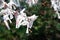 Prayer Papers Tied to Rope in Japanese Shrine - Spiritual Tradition and Sacred Offerings