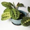 Prayer plant blue pot