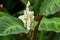 Prayer plant, Calathea warscewiczii white herbaceous flower with