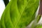 Prayer plant or Maranta houseplant leaf close up