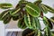 prayer plant maranta leuconeura var erythroneura on a bookshelf.