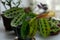 Prayer plant on a windowsill. Maranta flower surrounded by other houseplant. Green leaves with dark spots and red veins