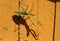 Praying Mantids and his shadow