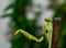 Praying Mantids- Mantidae is one of the largest families in the order of praying mantids