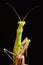 Praying mantis on a black background