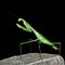 A Praying Mantis on The Black background