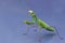 Praying mantis on a blue grey background