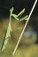 Praying Mantis climbing twig