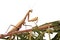 Praying mantis with clipping path