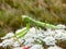 Praying Mantis close up on flower ,spring time in the garden