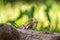 Praying mantis close up on green background