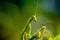 Praying mantis close up photo