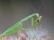 Praying Mantis Eats a Cricket