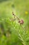 Praying Mantis - Empusa pennata