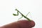 Praying mantis on finger, macro image