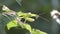 Praying mantis with a fly on its back