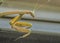 Praying mantis gets a close up while perched on your window screen