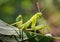 Praying mantis on green leaf
