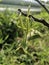 A praying mantis hanging  on a branch